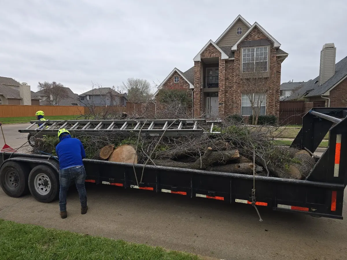Expert Tree Removal with proper safety equipment in Derry